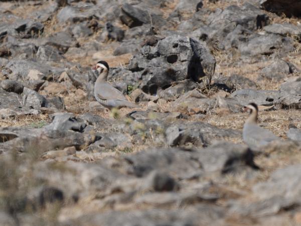 <h3><a href="/trips/oman/biota/animalia/chordata/aves/006 galliformes/005 phasianidae/alectoris melanocephala/alectoris melanocephala-nl.html">Alectoris&nbsp;melanocephala</a> / Arabian&nbsp;partridge / Arabische&nbsp;steenpatrijs</h3>OM-1 Mark II met OLYMPUS M.150-400mm F4.5, 1/2000 sec  bij F4.5, ISO 250, afstand 54.4&nbsp;m